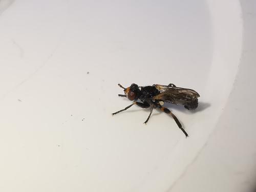 Thecophora sp.